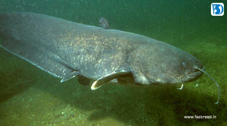 National Catfish Day - June 25 - FastRead.in