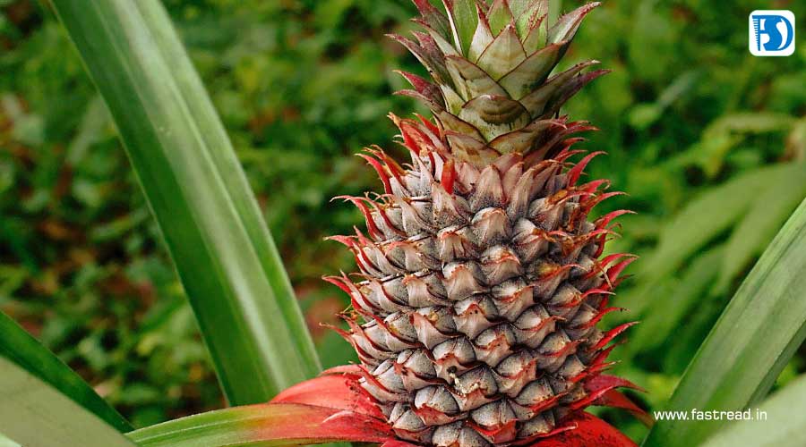 National Pineapple Day - June 27 - FastRead.in