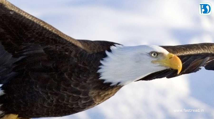 National American Eagle Day - June 20 - FastRead.in