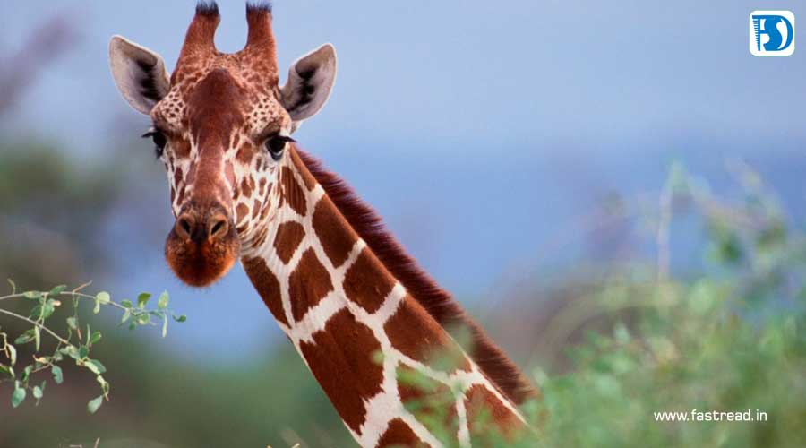 World Giraffe Day - June 21 - FastRead.in